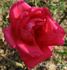 Indian Chief rose photo