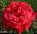 Manola rose photo