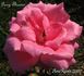 Percy Thrower rose photo