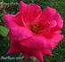 Andres Battle rose photo
