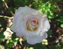 Cajun Moon rose photo