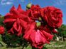 Tropique rose photo