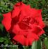 Tropique rose photo