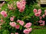 The Fairy, Cl. rose photo