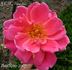 Jean C. N. Forestier rose photo