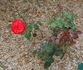 Caid rose photo