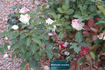 Blanche Comète rose photo