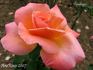 Pénélope ® rose photo