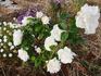 Candeur Lyonnaise rose photo