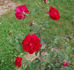 Ville de Saverne rose photo