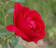 Ville de Saverne rose photo