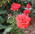 Freudentanz rose photo