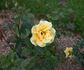 Apollo ® rose photo