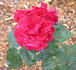 Sable Chaud rose photo