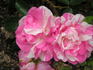 Cee Dee Moss rose photo