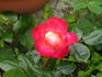 Dolly's Forever Rose rose photo