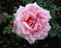 Femina rose photo