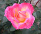 Dagmar Berghoff rose photo