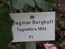 Dagmar Berghoff rose photo