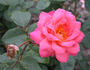 Argovia rose photo