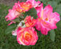 Bright Beam rose photo