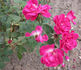Frau Anna Lautz rose photo
