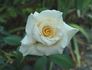 Delicate Beauty rose photo