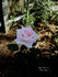 Classic Touch rose photo