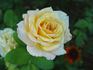 Golden Opportunity rose photo