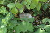 Duc de Constantine rose photo