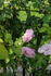 Duc de Constantine rose photo