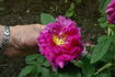 Grosse Cerise rose photo