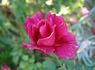 Banner rose photo