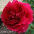 Docteur Brière rose photo