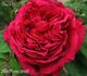 Henri IV rose photo