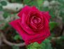 Lady Mitchell rose photo