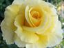 Goldstar rose photo