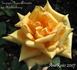 Herzogin Maria Antoinette rose photo
