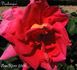 Dunkerque rose photo
