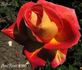 Aiglon rose photo