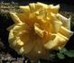 Herzogin Maria Antoinette rose photo