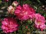 Roserie rose photo