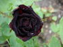 Scarman's Velvet China rose photo