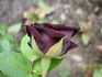 Scarman's Velvet China rose photo
