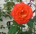 MacGreli Tiger rose photo