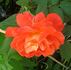 MacGreli Tiger rose photo