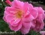 Marguerite Rose rose photo