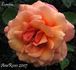 Lumière rose photo