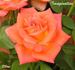Imagination rose photo