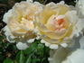 Nashira ™ rose photo